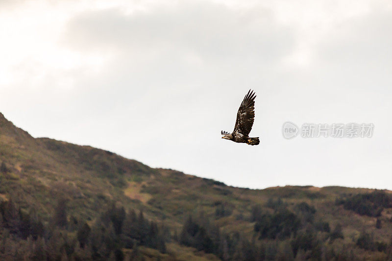 秃鹰(halaeetus leucocephalus)